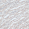 Immunohistochemistry of paraffin-embedded Mouse kidney using ZNF597 Polyclonal Antibody at dilution of  1:100 (40x lens).