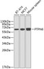 Western blot analysis of extracts of various cell lines using PTPN6 Polyclonal Antibody at dilution of 1:1000.