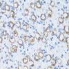 Immunohistochemistry of paraffin-embedded Mouse kidney using CA13 Polyclonal Antibody at dilution of  1:100 (40x lens).