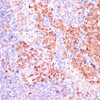 Immunohistochemistry of paraffin-embedded Mouse spleen using MZB1 Polyclonal Antibody at dilution of  1:100 (40x lens).