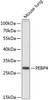 Western blot analysis of extracts of Mouse lung using PEBP4 Polyclonal Antibody at dilution of 1:1000.