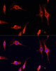 Immunofluorescence analysis of C6 cells using DNASE1 Polyclonal Antibody at dilution of  1:100 (40x lens). Blue: DAPI for nuclear staining.