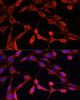 Immunofluorescence analysis of NIH-3T3 cells using DNASE1 Polyclonal Antibody at dilution of  1:100 (40x lens). Blue: DAPI for nuclear staining.