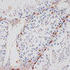 Immunohistochemistry of paraffin-embedded Mouse testis using HTATSF1 Polyclonal Antibody at dilution of  1:100 (40x lens).