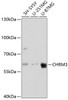 Western blot analysis of extracts of various cell lines using CHRM3 Polyclonal Antibody at dilution of 1:3000.