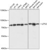 Western blot analysis of extracts of various cell lines using LZTS2 Polyclonal Antibody at dilution of 1:1000.