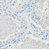 Immunohistochemistry of paraffin-embedded Mouse testis using SLC2A9 Polyclonal Antibody at dilution of  1:100 (40x lens).