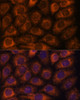 Immunofluorescence analysis of HeLa cells using CCT6B Polyclonal Antibody at dilution of  1:100. Blue: DAPI for nuclear staining.