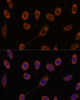 Immunofluorescence analysis of L929 cells using CCT6B Polyclonal Antibody at dilution of  1:100. Blue: DAPI for nuclear staining.