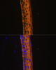 Immunofluorescence analysis of Rat eye using MYH13 Polyclonal Antibody at dilution of  1:100 (40x lens). Blue: DAPI for nuclear staining.