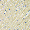 Immunohistochemistry of paraffin-embedded Rat heart using SLC19A1 Polyclonal Antibody at dilution of  1:100 (40x lens).