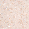 Immunohistochemistry of paraffin-embedded Mouse brain using CDH18 Polyclonal Antibody at dilution of  1:100 (40x lens).