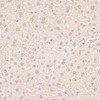 Immunohistochemistry of paraffin-embedded Mouse liver using HMGN1 Polyclonal Antibody at dilution of  1:100 (40x lens).