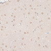 Immunohistochemistry of paraffin-embedded Mouse brain using HMGN1 Polyclonal Antibody at dilution of  1:100 (40x lens).