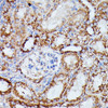 Immunohistochemistry of paraffin-embedded Mouse kidney using IDH3A Polyclonal Antibody at dilution of  1:100 (40x lens).