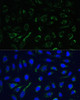 Immunofluorescence analysis of U-2 OS cells using IDH3A Polyclonal Antibody at dilution of  1:100. Blue: DAPI for nuclear staining.