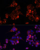 Immunofluorescence analysis of HeLa cells using B4GALT4 Polyclonal Antibody at dilution of  1:100. Blue: DAPI for nuclear staining.