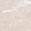 Immunohistochemistry of paraffin-embedded Rat heart using ABCB7 Polyclonal Antibody at dilution of  1:100 (40x lens).