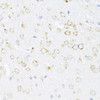 Immunohistochemistry of paraffin-embedded Mouse brain using ALOX12 Polyclonal Antibody at dilution of  1:100 (40x lens).