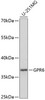 Western blot analysis of extracts of U-251MG cells using GPR6 Polyclonal Antibody at dilution of 1:1000.