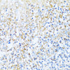 Immunohistochemistry of paraffin-embedded Human tonsil using NDUFA5 Polyclonal Antibody at dilution of  1:100 (40x lens).