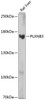 Western blot analysis of extracts of Rat liver using PLXNB3 Polyclonal Antibody at dilution of 1:1000.