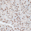 Immunohistochemistry of paraffin-embedded Rat pancreas using ZNF177 Polyclonal Antibody at dilution of  1:100 (40x lens).
