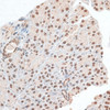 Immunohistochemistry of paraffin-embedded Mouse pancreas using ZNF177 Polyclonal Antibody at dilution of  1:100 (40x lens).