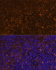 Immunofluorescence analysis of Mouse spleen using KLRC4 Polyclonal Antibody at dilution of  1:100 (40x lens). Blue: DAPI for nuclear staining.