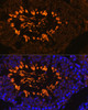 Immunofluorescence analysis of Rat testis using AKAP4 Polyclonal Antibody at dilution of  1:100. Blue: DAPI for nuclear staining.