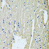 Immunohistochemistry of paraffin-embedded Rat heart using SLC5A6 Polyclonal Antibody at dilution of  1:100 (40x lens).