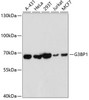 Western blot analysis of extracts of various cell lines using G3BP1 Polyclonal Antibody at dilution of 1:1000.