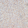 Immunohistochemistry of paraffin-embedded Rat liver using G3BP1 Polyclonal Antibody at dilution of  1:100 (40x lens).