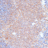 Immunohistochemistry of paraffin-embedded Rat spleen using G3BP1 Polyclonal Antibody at dilution of  1:100 (40x lens).