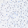 Immunohistochemistry of paraffin-embedded Rat liver using BRMS1 Polyclonal Antibody at dilution of  1:100 (40x lens).