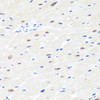 Immunohistochemistry of paraffin-embedded Rat heart using BRMS1 Polyclonal Antibody at dilution of  1:100 (40x lens).