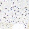 Immunohistochemistry of paraffin-embedded Mouse liver using BRMS1 Polyclonal Antibody at dilution of  1:100 (40x lens).