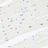 Immunohistochemistry of paraffin-embedded Mouse heart using BRMS1 Polyclonal Antibody at dilution of  1:100 (40x lens).