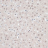 Immunohistochemistry of paraffin-embedded Rat liver using ZNF446 Polyclonal Antibody at dilution of  1:100 (40x lens).