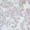 Immunohistochemistry of paraffin-embedded Mouse lung using ZNF446 Polyclonal Antibody at dilution of  1:100 (40x lens).