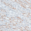 Immunohistochemistry of paraffin-embedded Mouse kidney using ZNF415 Polyclonal Antibody at dilution of  1:100 (40x lens).