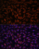 Immunofluorescence analysis of L929 cells using KLHL8 Polyclonal Antibody at dilution of  1:100. Blue: DAPI for nuclear staining.