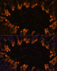 Immunofluorescence analysis of Rat testis using OXCT2 Polyclonal Antibody at dilution of  1:100. Blue: DAPI for nuclear staining.