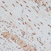 Immunohistochemistry of paraffin-embedded Human smooth muscle using ZNF574 Polyclonal Antibody at dilution of  1:100 (40x lens).