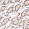 Immunohistochemistry of paraffin-embedded Human stomach using ZNF574 Polyclonal Antibody at dilution of  1:100 (40x lens).