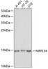 Western blot analysis of extracts of various cell lines using MRPL54 Polyclonal Antibody at dilution of 1:1000.