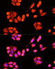 Immunofluorescence analysis of Hela cells using DNAJC19 Polyclonal Antibody at dilution of  1:100 (40x lens). Blue: DAPI for nuclear staining.