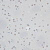 Immunohistochemistry of paraffin-embedded Rat brain using ZNF433 Polyclonal Antibody at dilution of  1:100 (40x lens).