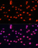 Immunofluorescence analysis of C6 cells using ZNF433 Polyclonal Antibody at dilution of  1:100 (40x lens). Blue: DAPI for nuclear staining.