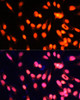 Immunofluorescence analysis of NIH-3T3 cells using ZNF433 Polyclonal Antibody at dilution of  1:100 (40x lens). Blue: DAPI for nuclear staining.